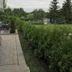 7 Foot Hedge