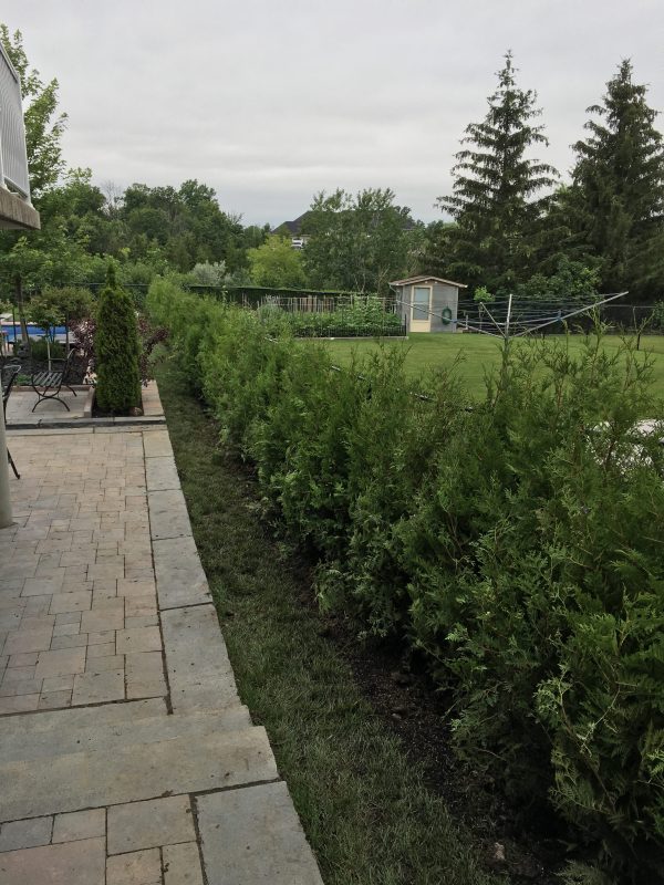 7 Foot Hedge