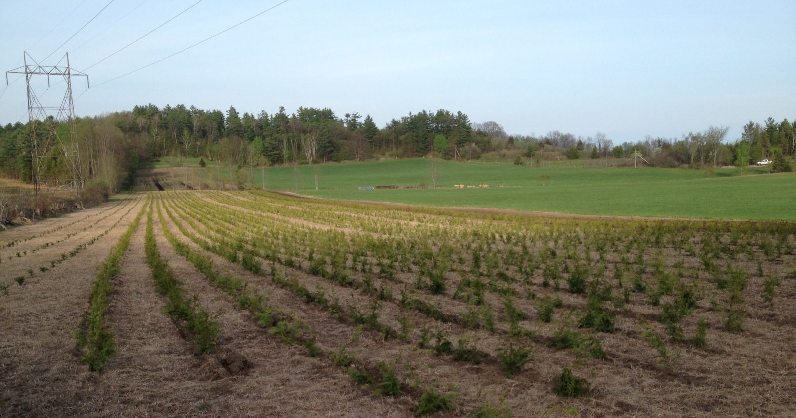 Seedlings